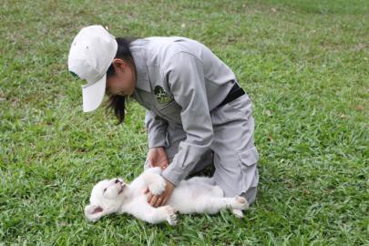 Tê giác con đầu tiên chào đời tại Vinpearl Safari Phú Quốc - Ảnh 6. Tê giác con đầu tiên chào đời tại Vinpearl Safari Phú Quốc - Ảnh 6.