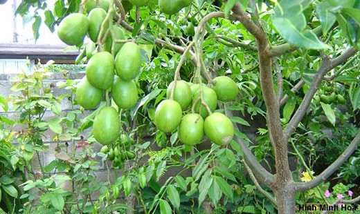 Lợi ích sức khỏe của quả cóc - Ảnh 1. Lợi ích sức khỏe của quả cóc - Ảnh 1.