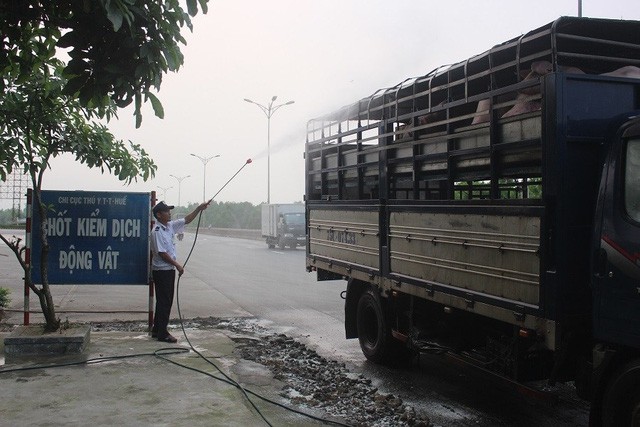 Quảng Nam triển khai quyết liệt các biện pháp phòng, chống dịch tả lợn châu Phi - Ảnh 1.