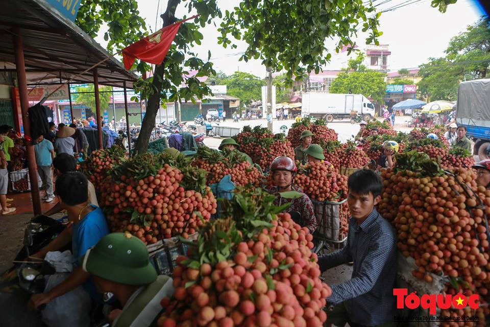 “Vải thiều Dương Quý Phi” - Ảnh 3.