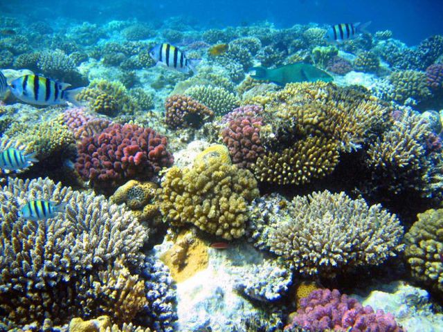 5 điểm ngắm san hô đẹp nhất Việt Nam, nhất định phải khám phá một lần trong đời - Ảnh 4.