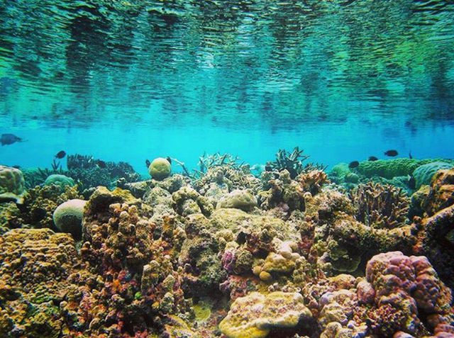 5 điểm ngắm san hô đẹp nhất Việt Nam, nhất định phải khám phá một lần trong đời - Ảnh 8.