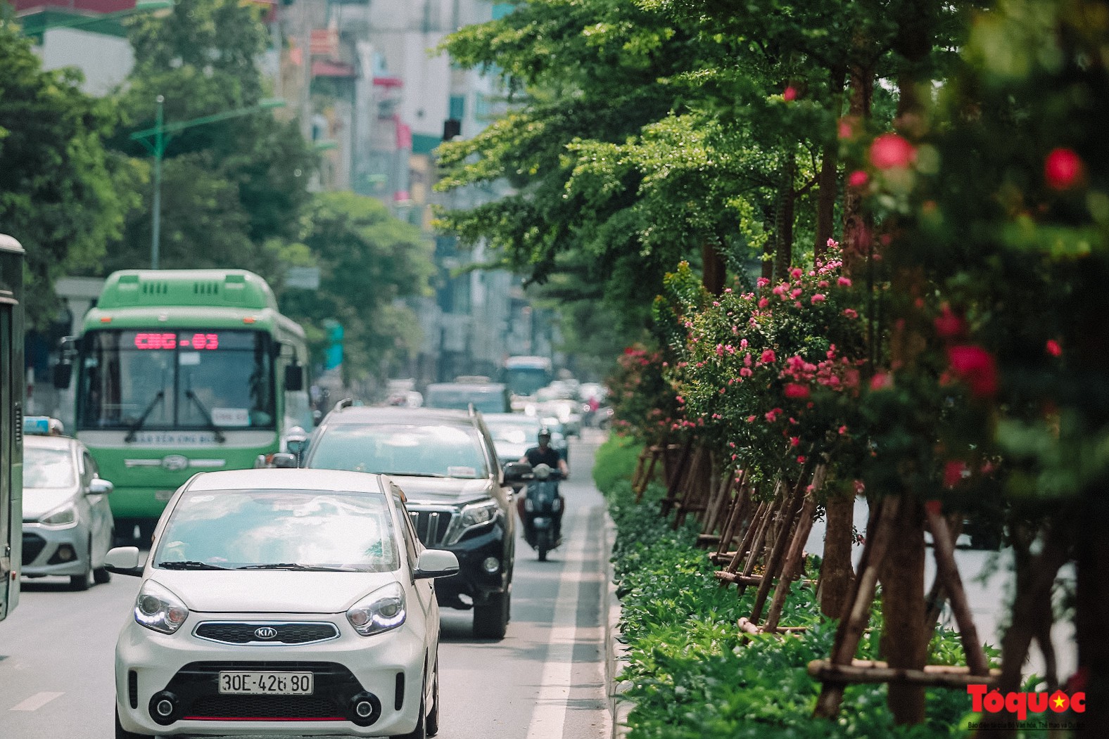 Ngắm con đường hoa tường vi dài cả cây số ở Hà Nội (1)