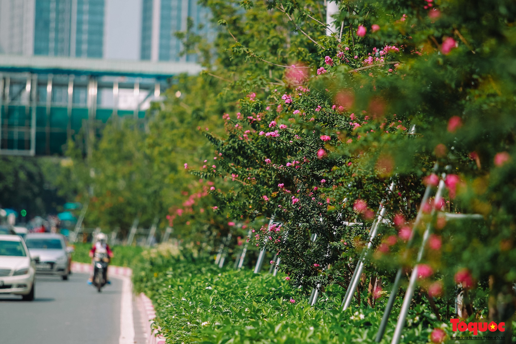 Ngắm con đường hoa tường vi dài cả cây số ở Hà Nội (13)