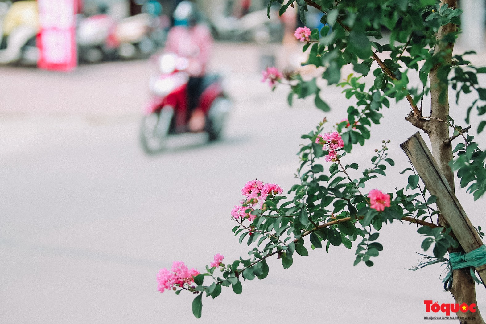 Ngắm con đường hoa tường vi dài cả cây số ở Hà Nội (2)