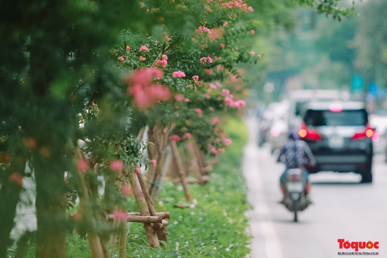 Ngắm con đường hoa tường vi dài cả cây số ở Hà Nội (3)