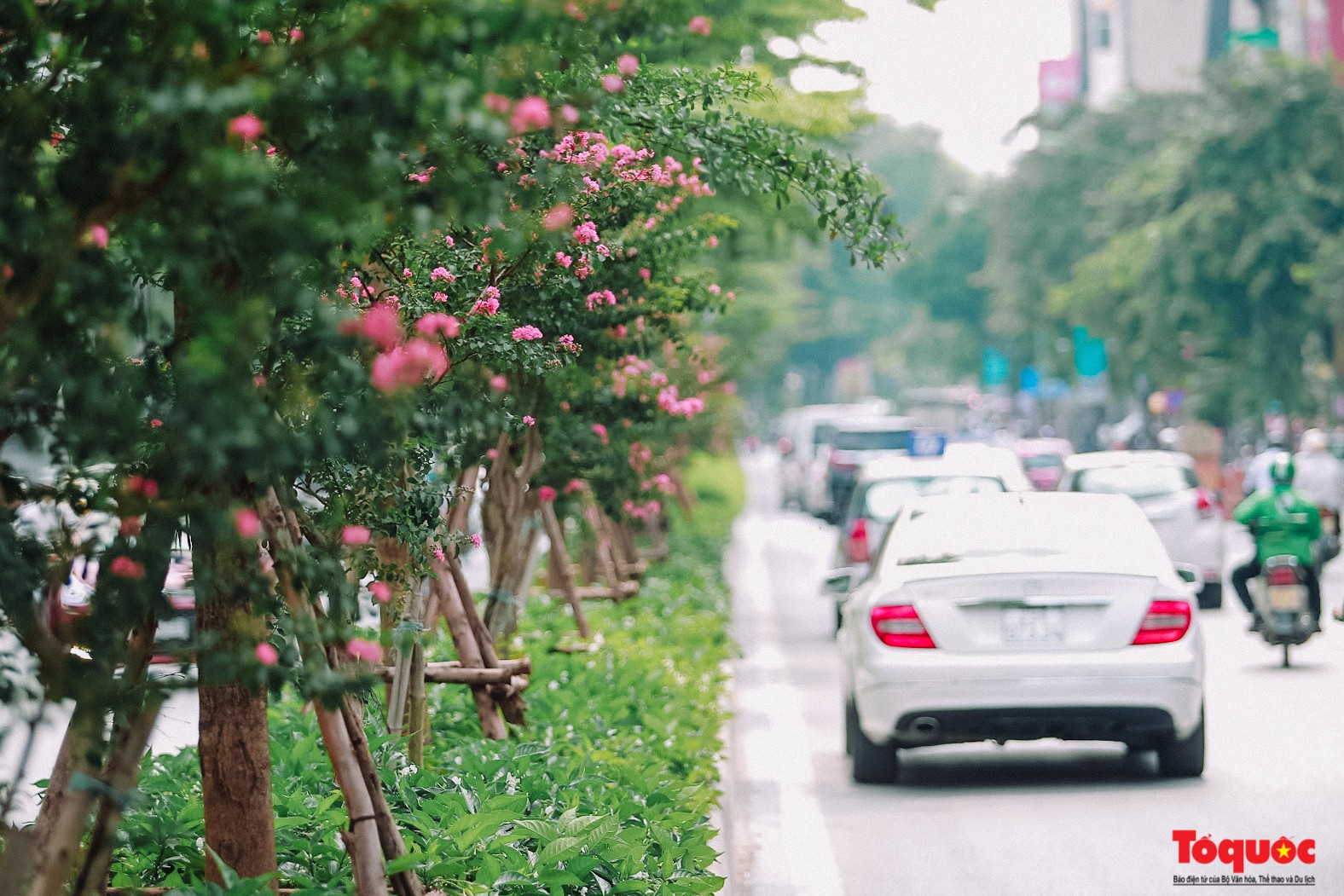 Ngắm con đường hoa tường vi dài cả cây số ở Hà Nội (4)