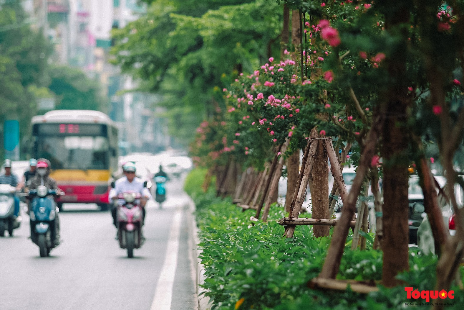 Ngắm con đường hoa tường vi dài cả cây số ở Hà Nội (7)