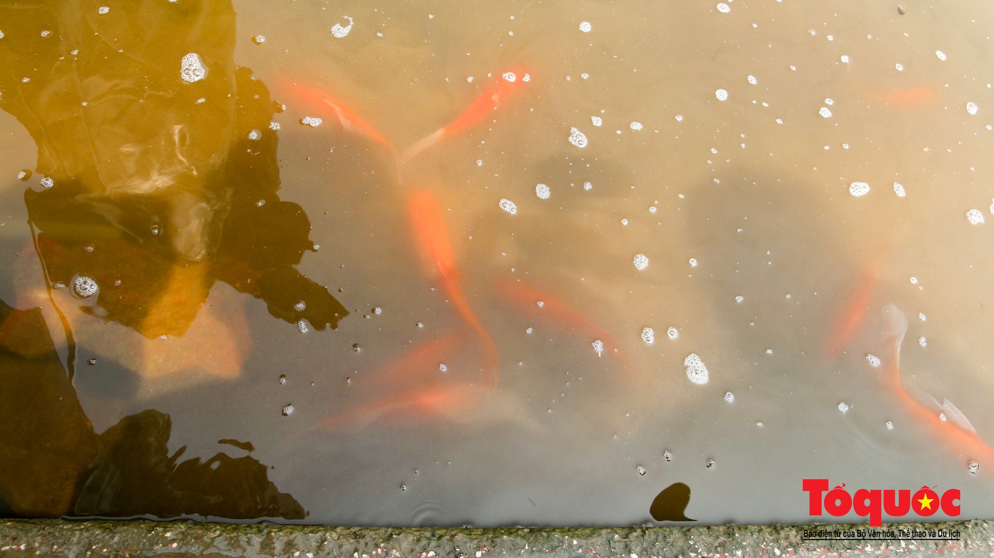 Hà Nội Thả thử nghiệm gần 100 con cá Koi Nhật Bản xuống sông tô lịch và Hồ Tây (1)