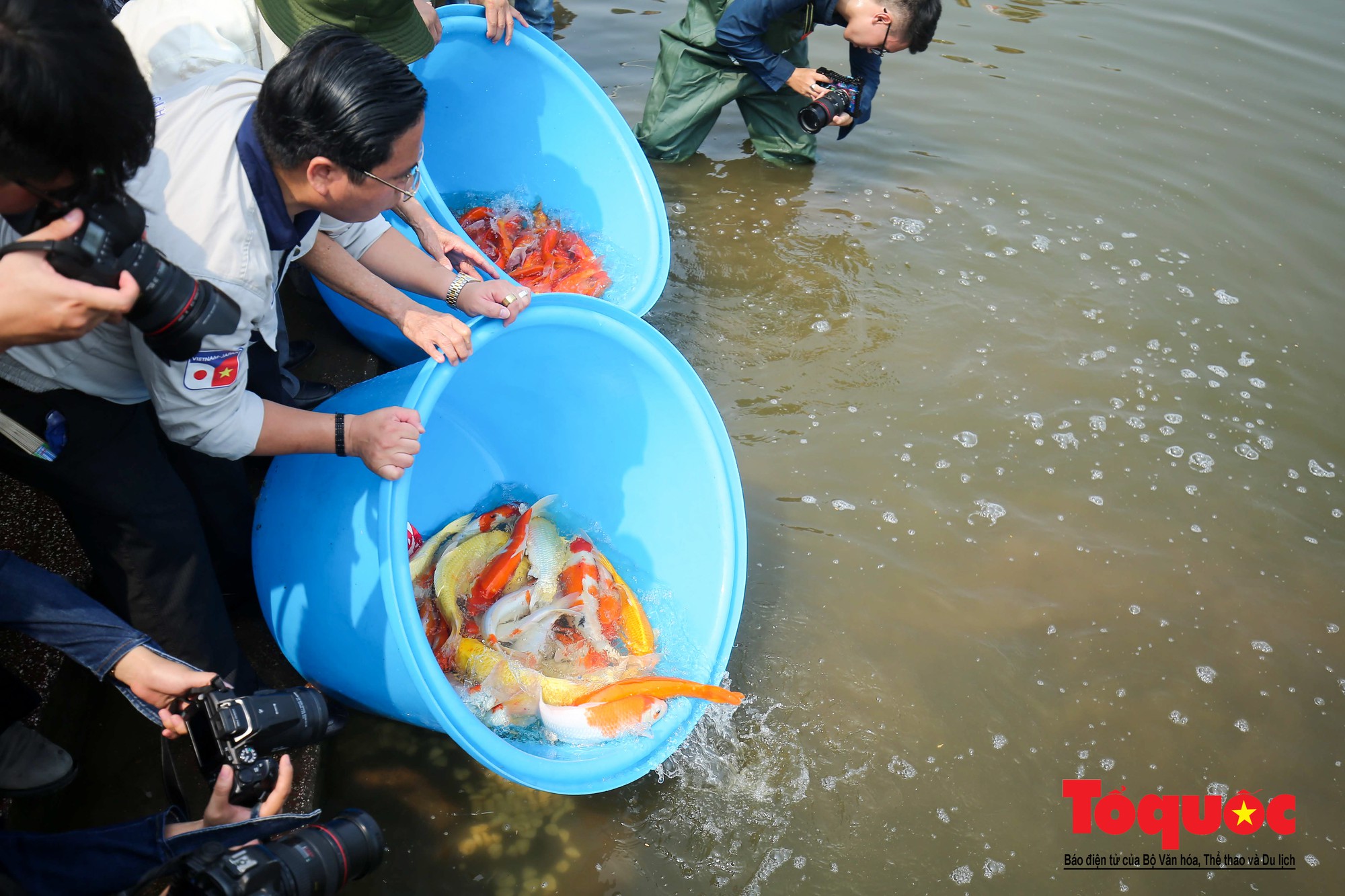 Hà Nội Thả thử nghiệm gần 100 con cá Koi Nhật Bản xuống sông tô lịch và Hồ Tây (13)
