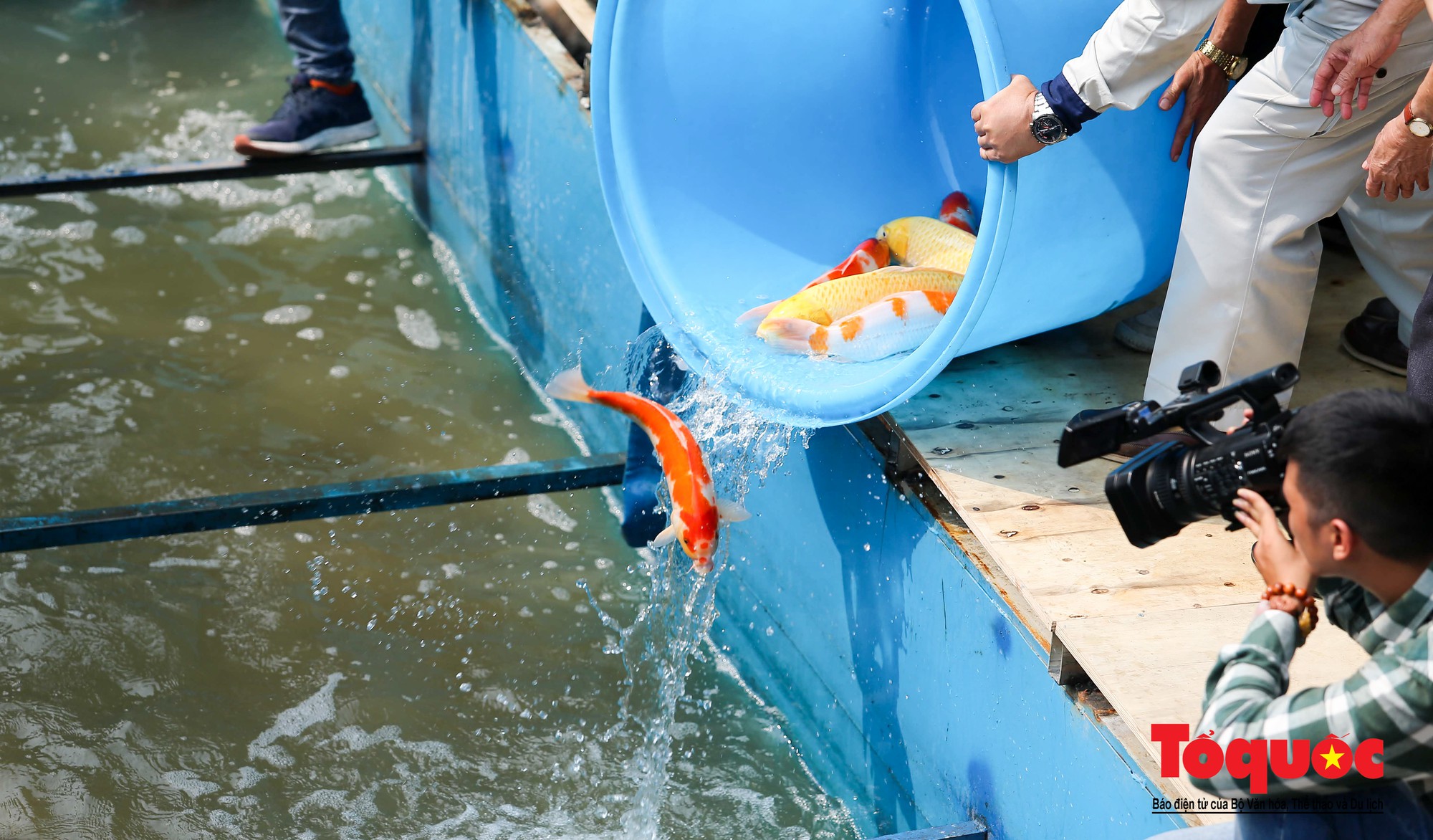Hà Nội Thả thử nghiệm gần 100 con cá Koi Nhật Bản xuống sông tô lịch và Hồ Tây (5)