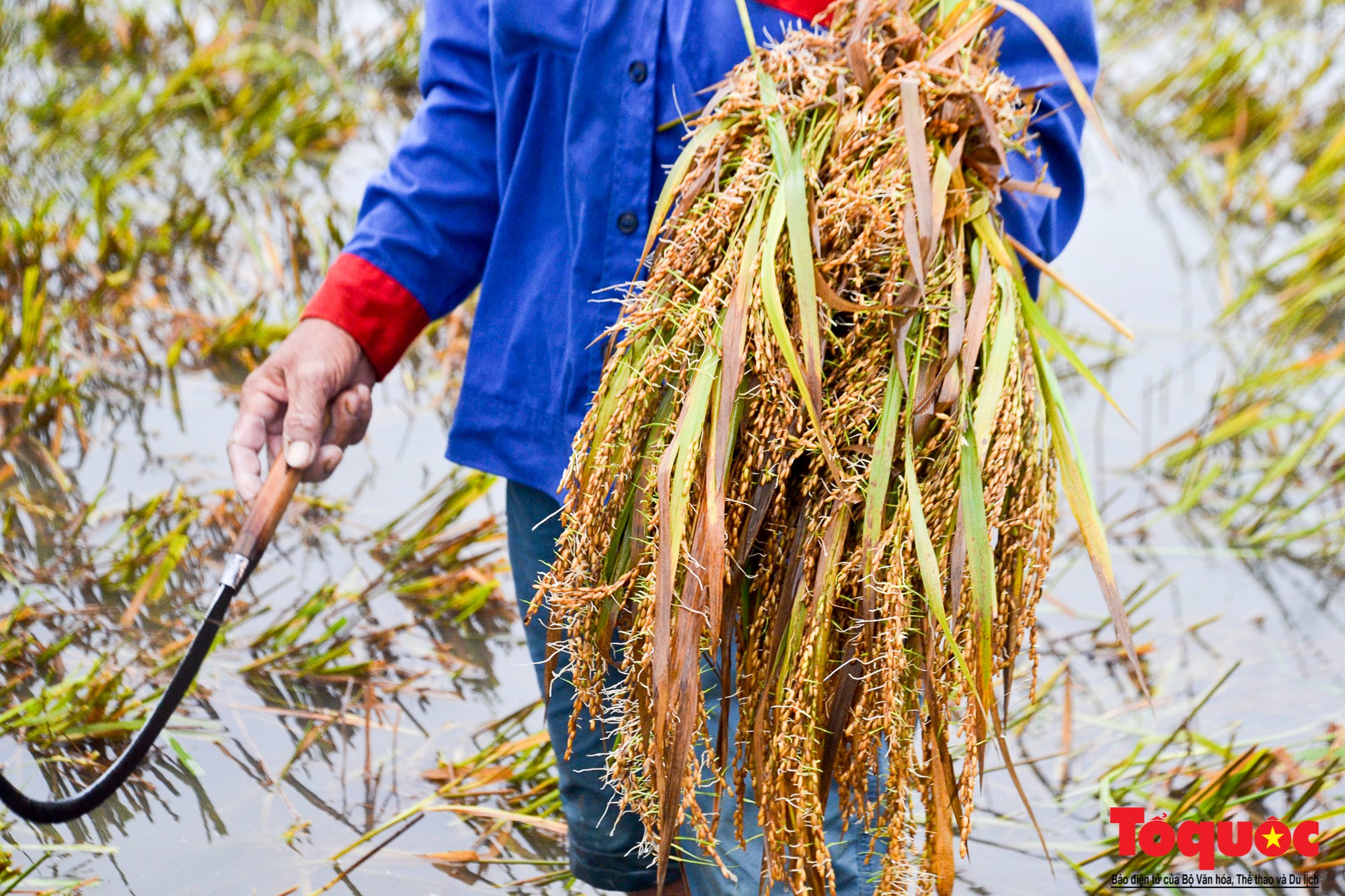 Gặt lúa chạy lũ-10