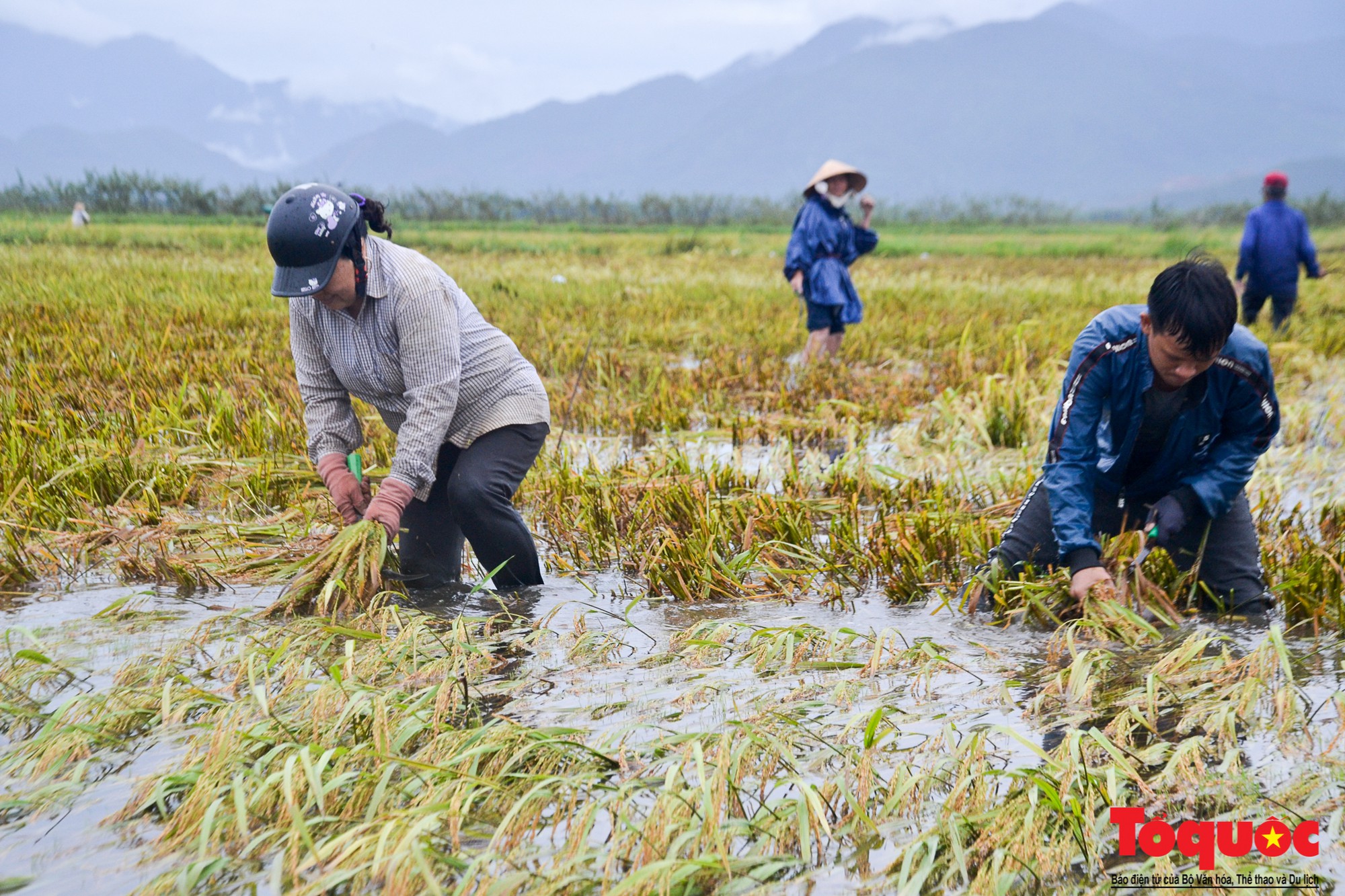 Gặt lúa chạy lũ-11