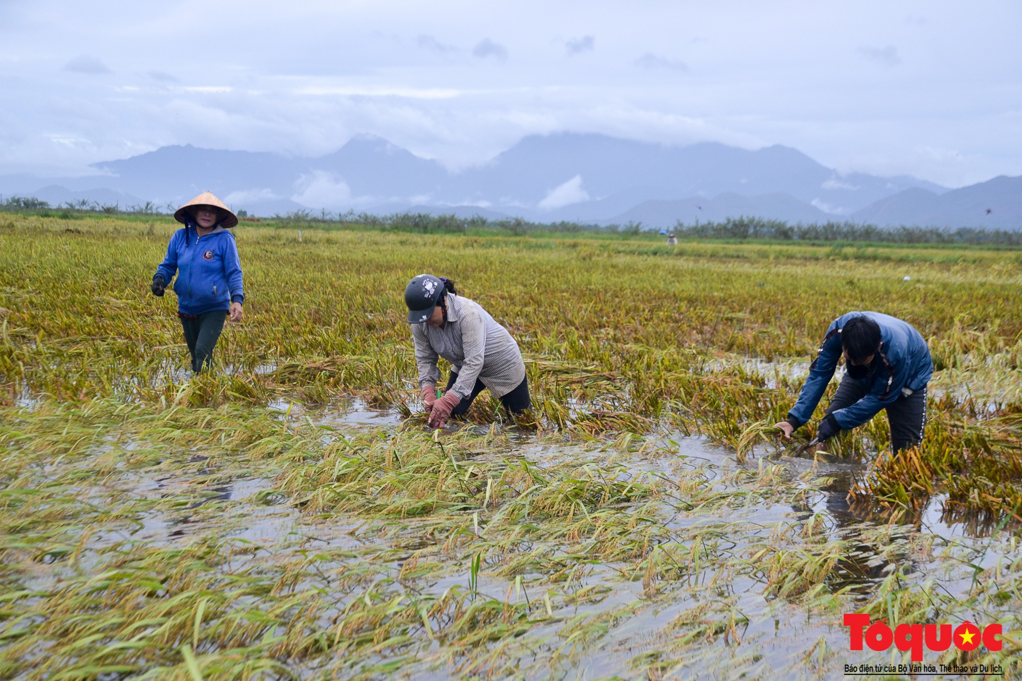 Gặt lúa chạy lũ-12