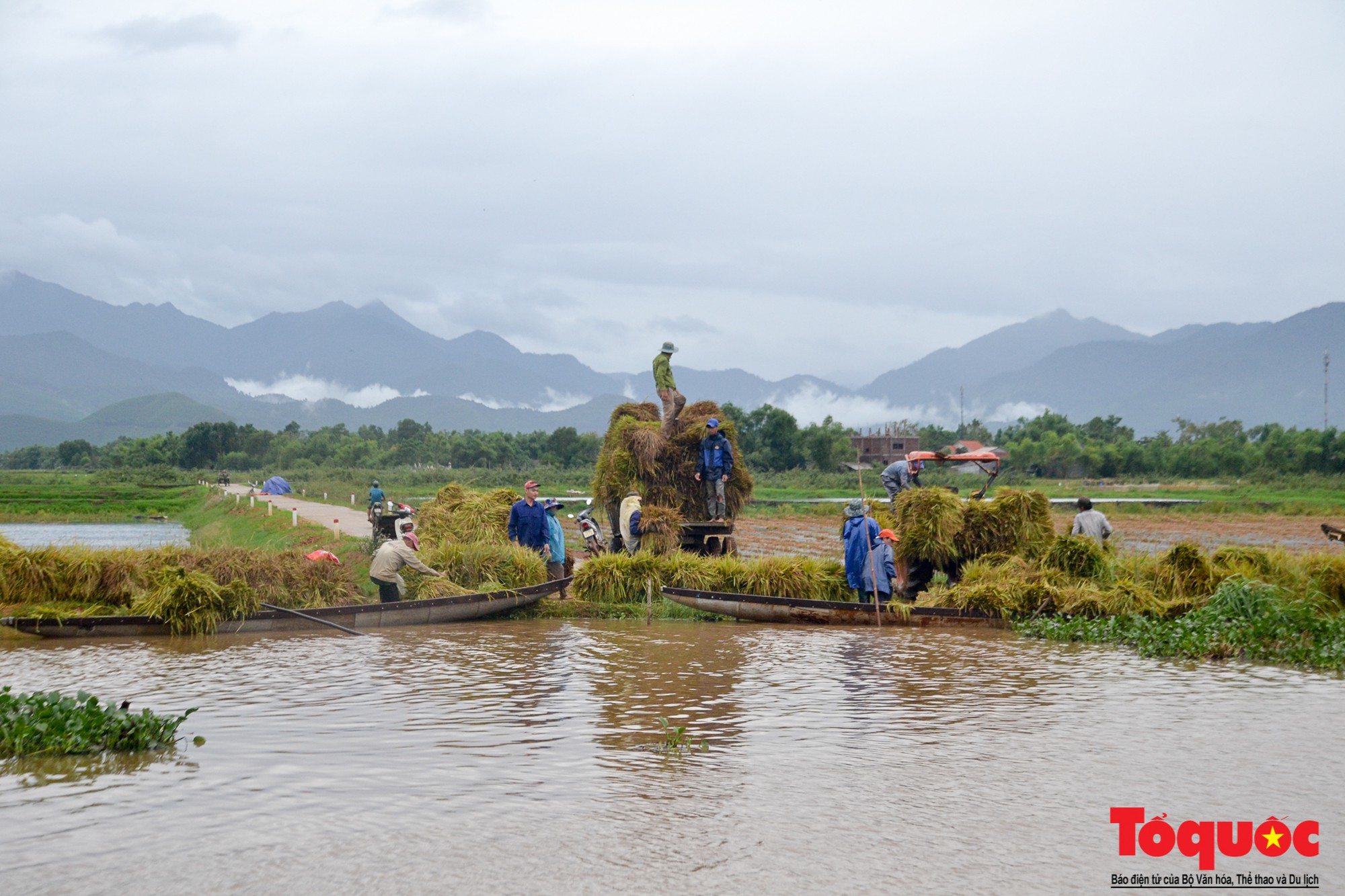 Gặt lúa chạy lũ-17