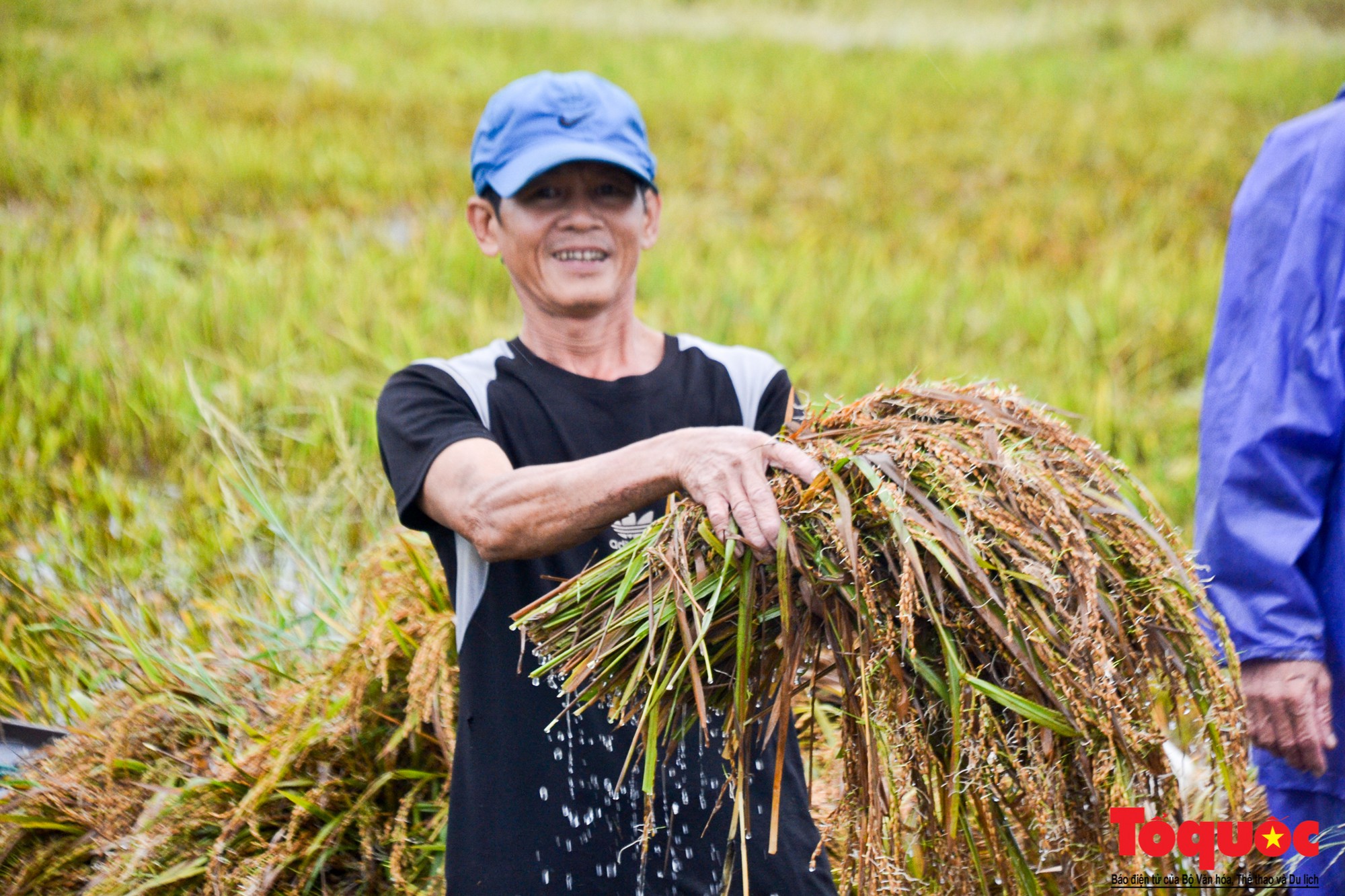 Gặt lúa chạy lũ-3