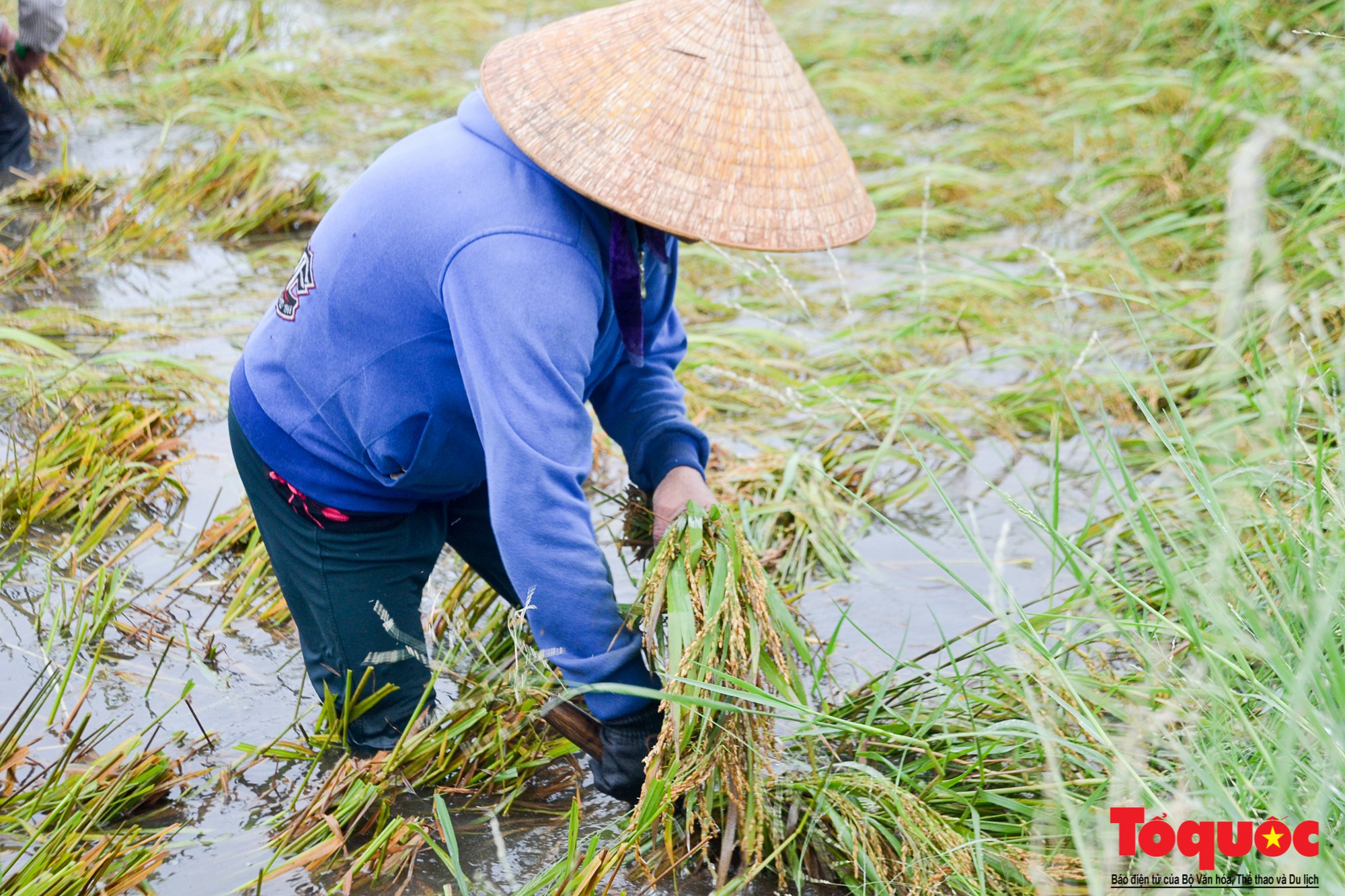 Gặt lúa chạy lũ-4