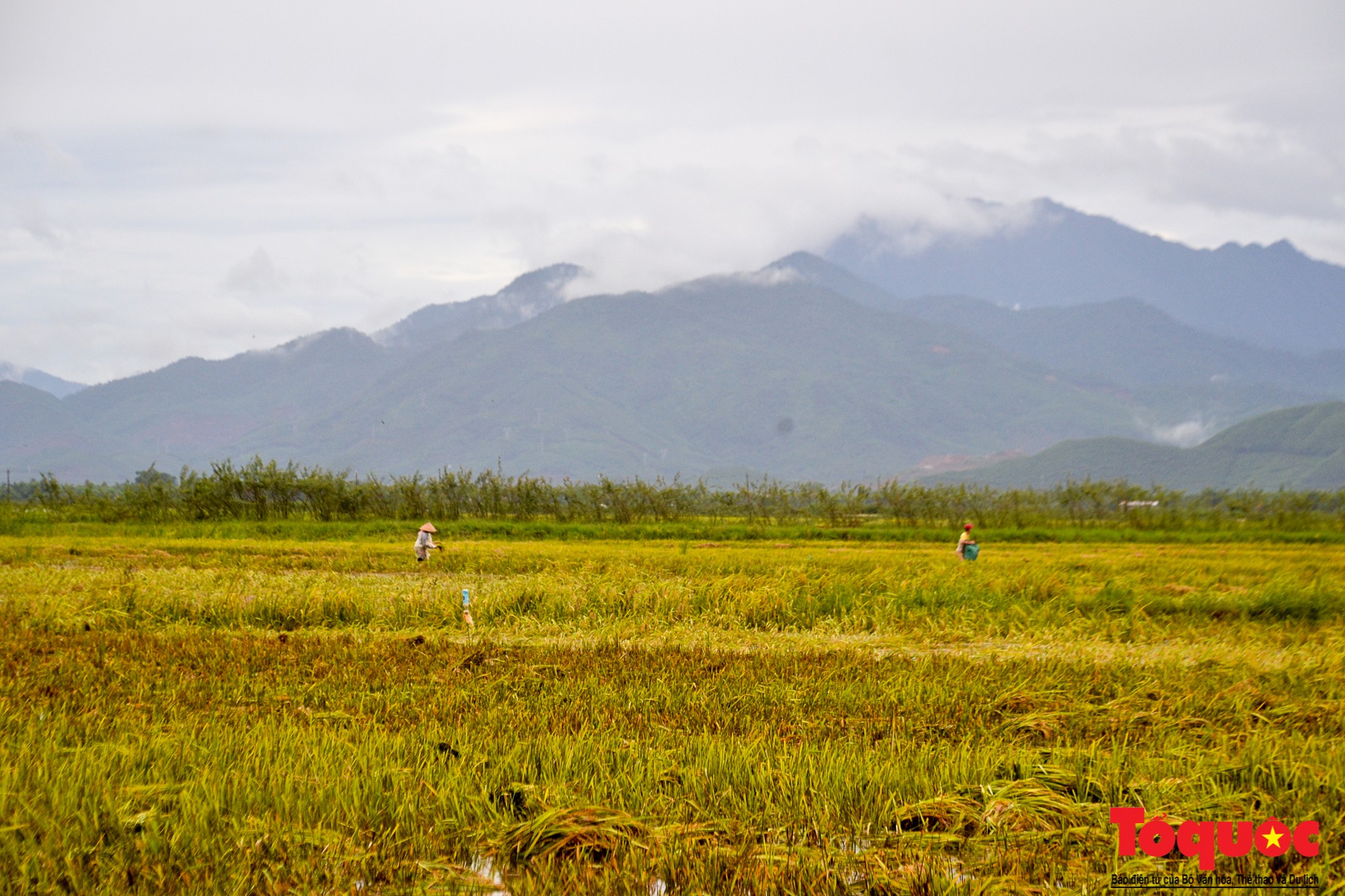 Gặt lúa chạy lũ-8