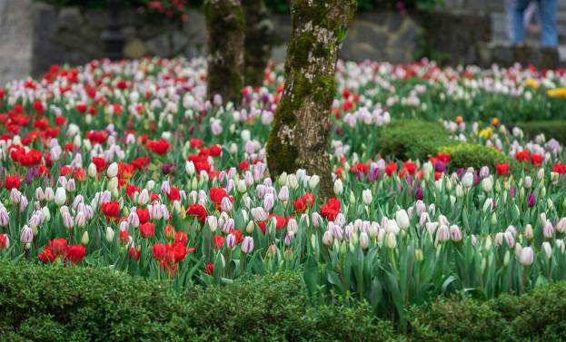 Du xuân cực chất tại thiên đường hoa tulip Sun World Ba Na Hills - Ảnh 4.