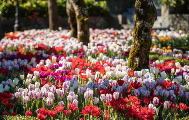 Du xuân cực chất tại thiên đường hoa tulip Sun World Ba Na Hills - Ảnh 6.
