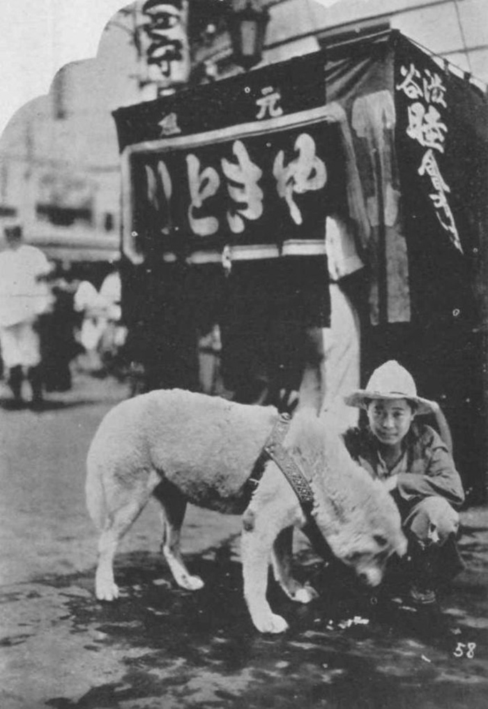 Những bức ảnh hiếm hoi về Hachikō - biểu tượng trung thành của người Nhật khiến người xem cảm tưởng câu chuyện đau lòng ấy đang diễn ra trước mắt - Ảnh 5.