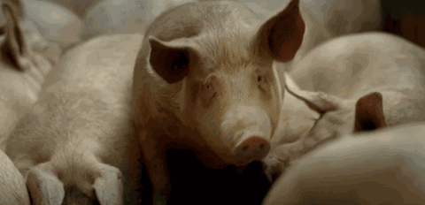 Ý nghĩa thực sự của việc nuôi lợn đối với khoa học - Ảnh 3.