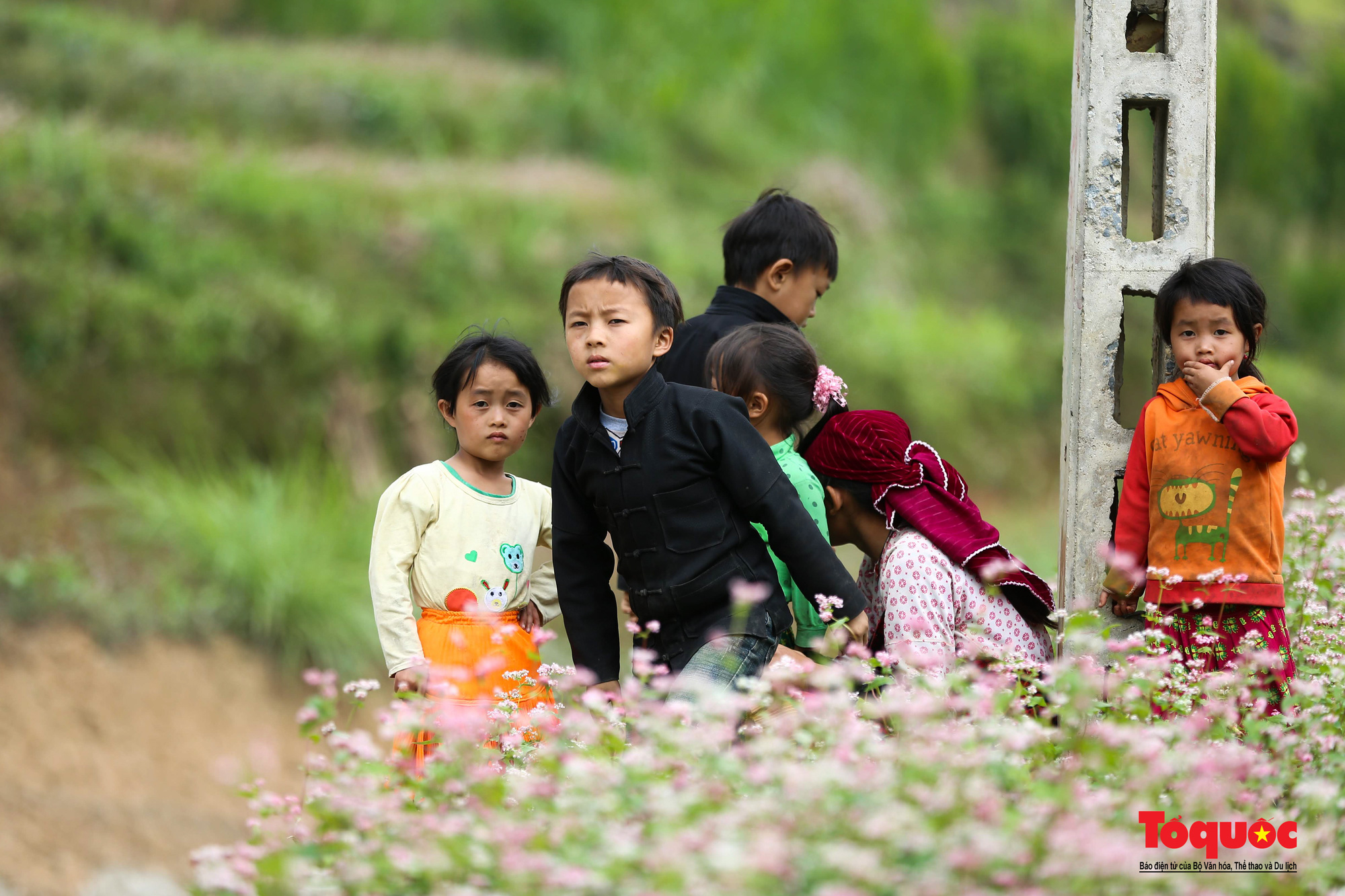 Tháng 10 lên Hà Giang &quot;hẹn hò&quot; cùng hoa tam giác mạch - Ảnh 9.