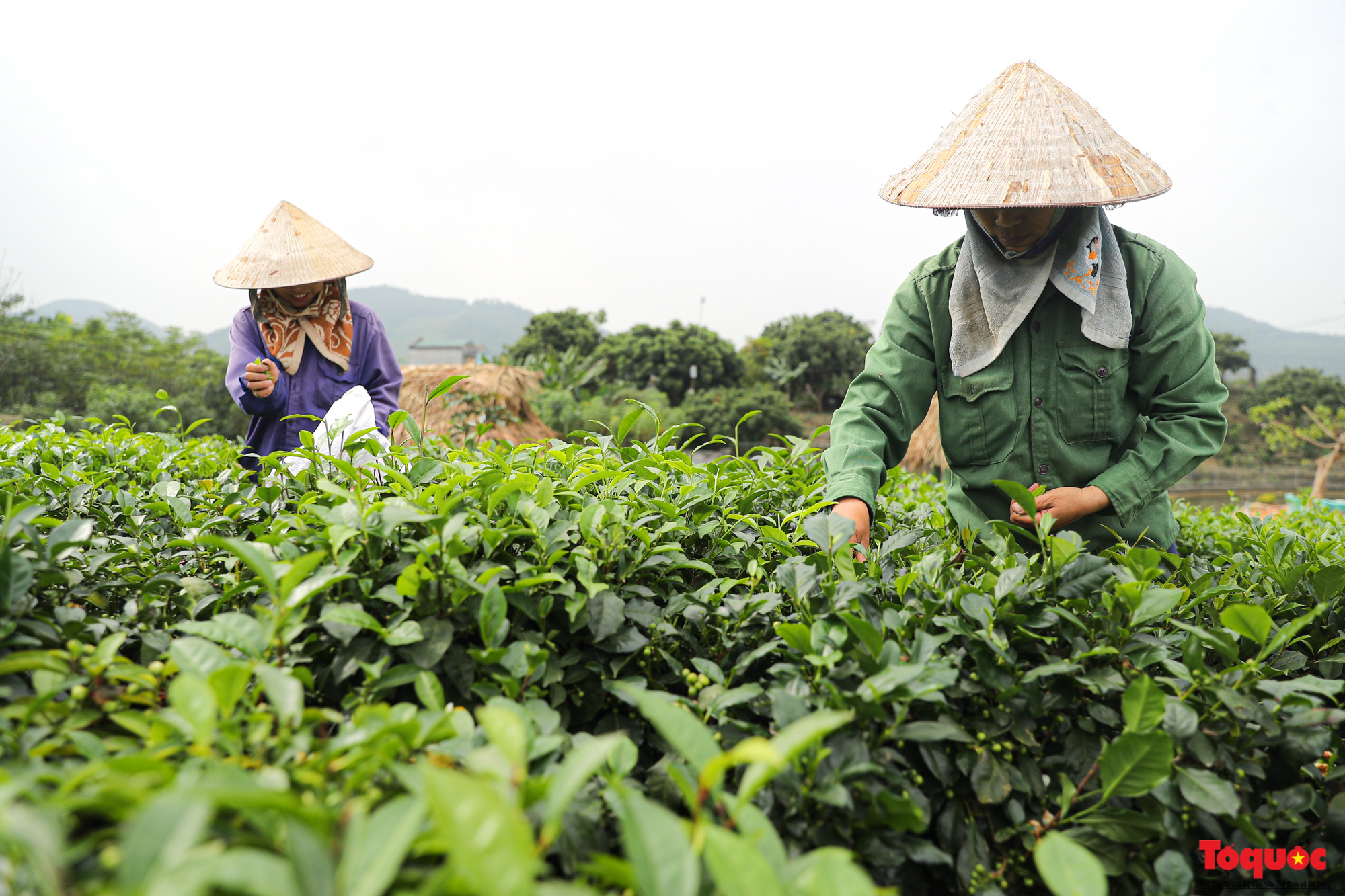 Đặc sản chè thái nguyên