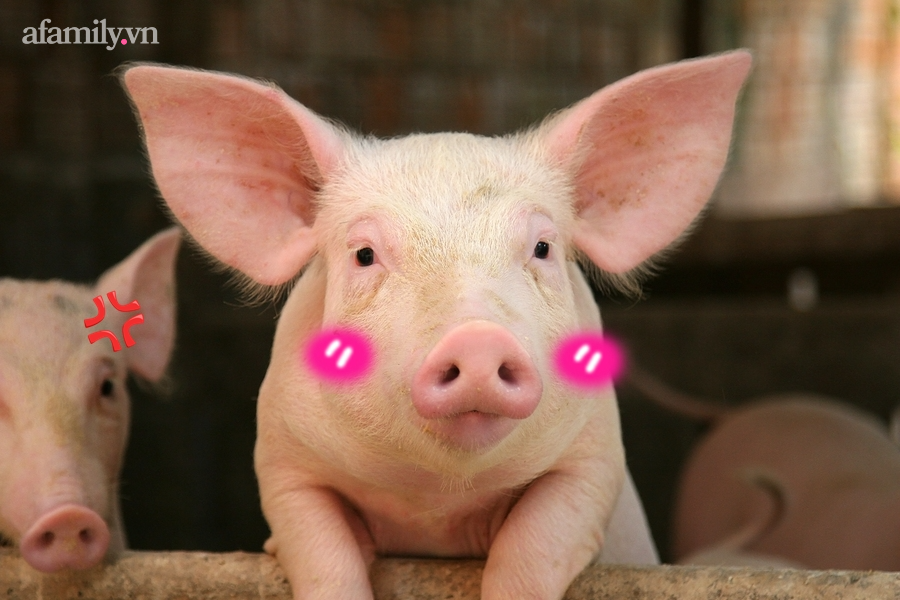 8 lý do khẳng định lợn là loài vật siêu hay tuyệt vời chứ nào có bẩn thỉu dốt nát - Ảnh 3.