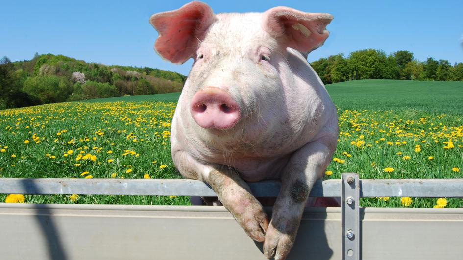 8 lý do khẳng định lợn là loài vật siêu hay tuyệt vời chứ nào có bẩn thỉu dốt nát - Ảnh 4.