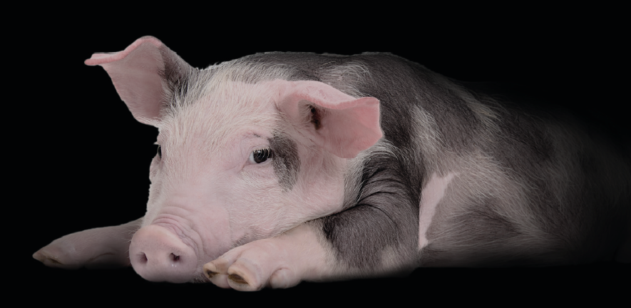 8 lý do khẳng định lợn là loài vật siêu hay tuyệt vời chứ nào có bẩn thỉu dốt nát - Ảnh 6.