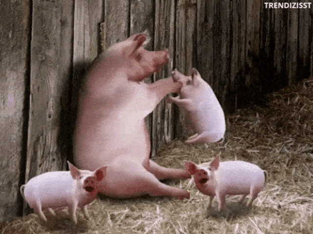 8 lý do khẳng định lợn là loài vật siêu hay tuyệt vời chứ nào có bẩn thỉu dốt nát - Ảnh 5.