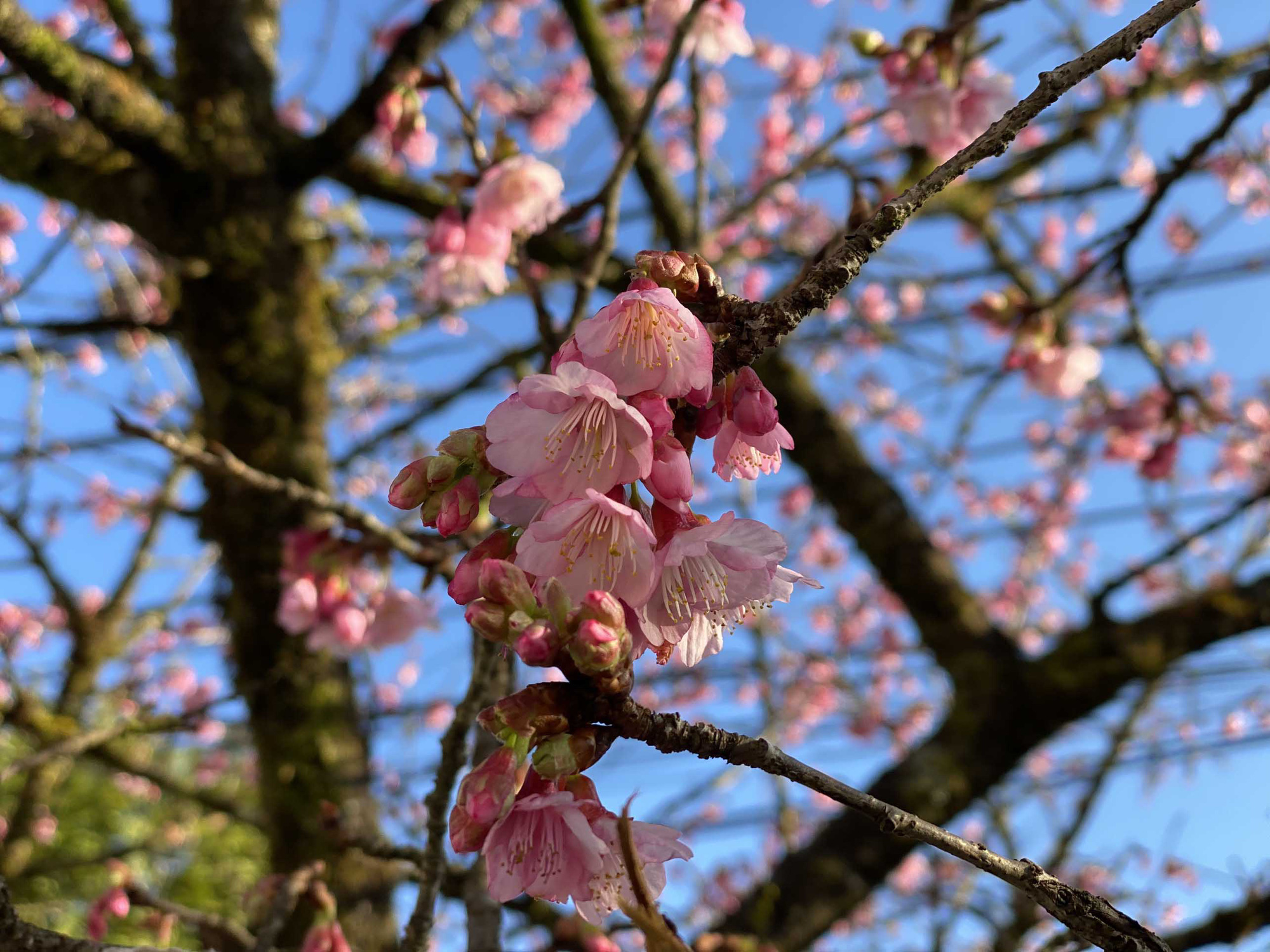 Ngất ngây chiêm ngưỡng sắc hoa anh đào Nhật Bản tại Sapa - Ảnh 1.