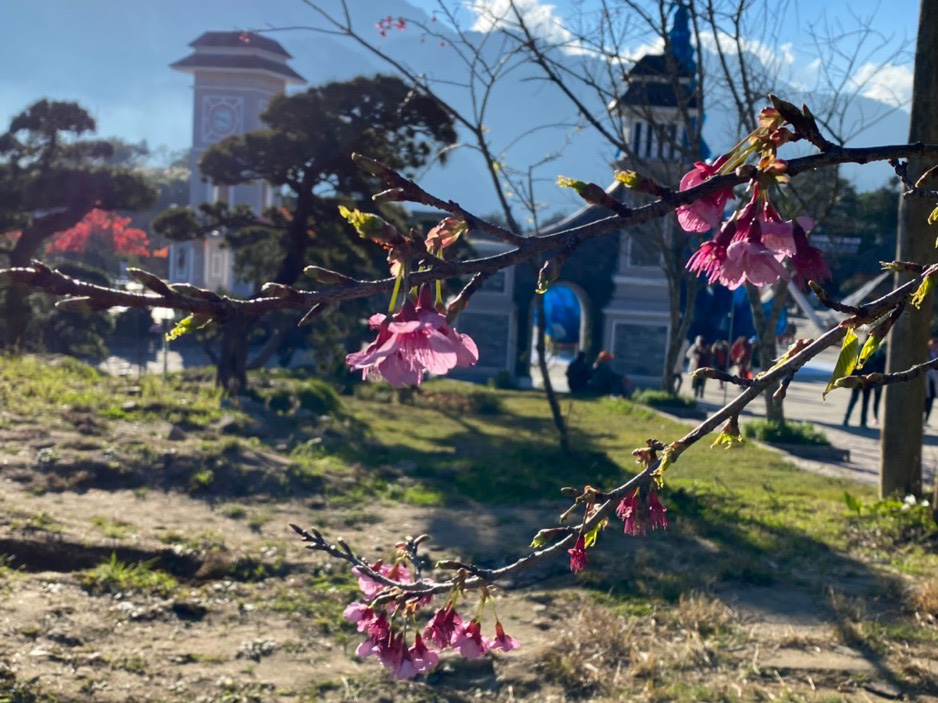 Ngất ngây chiêm ngưỡng sắc hoa anh đào Nhật Bản tại Sapa - Ảnh 6.