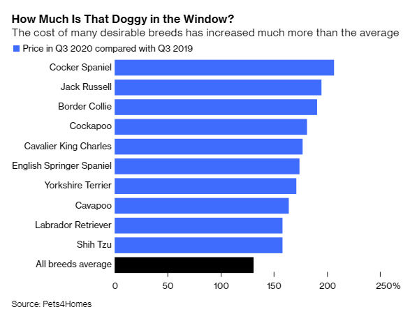 Nuôi chó - Kênh đầu tư dễ thương và siêu lợi nhuận hơn cả Bitcoin trong mùa dịch Covid-19 - Ảnh 2. Nuôi chó - Kênh đầu tư dễ thương và siêu lợi nhuận hơn cả Bitcoin trong mùa dịch Covid-19 - Ảnh 2.