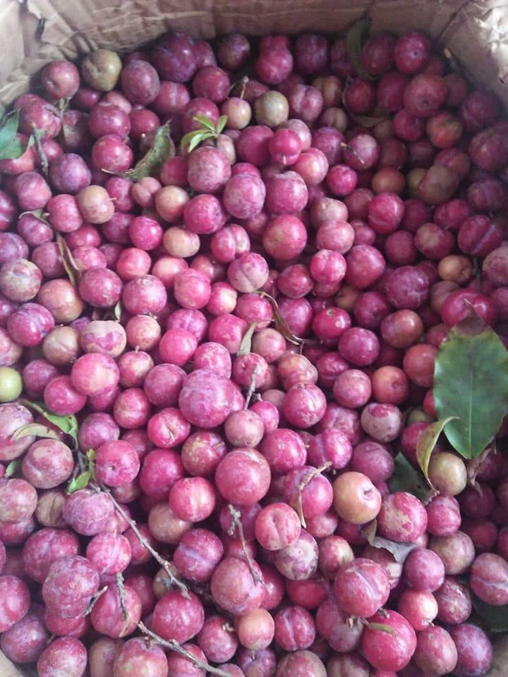 Loạn giá mận Mộc Châu trái mùa bán trên chợ mạng, tiểu thương nhét túi vài triệu/ngày - Ảnh 7. Loạn giá mận Mộc Châu trái mùa bán trên chợ mạng, tiểu thương nhét túi vài triệu/ngày - Ảnh 7.