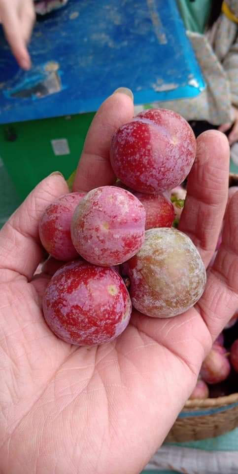 Loạn giá mận Mộc Châu trái mùa bán trên chợ mạng, tiểu thương nhét túi vài triệu/ngày - Ảnh 9. Loạn giá mận Mộc Châu trái mùa bán trên chợ mạng, tiểu thương nhét túi vài triệu/ngày - Ảnh 9.