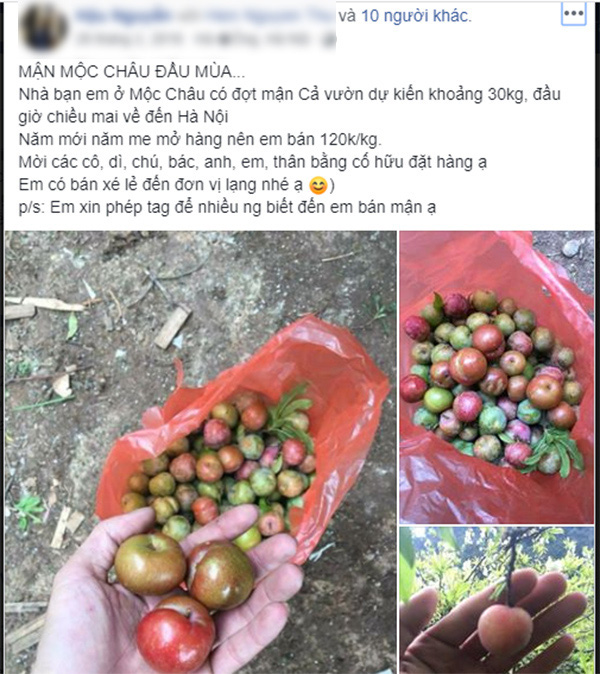 Loạn giá mận Mộc Châu trái mùa bán trên chợ mạng, tiểu thương nhét túi vài triệu/ngày - Ảnh 4. Loạn giá mận Mộc Châu trái mùa bán trên chợ mạng, tiểu thương nhét túi vài triệu/ngày - Ảnh 4.