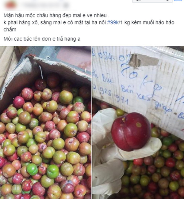 Loạn giá mận Mộc Châu trái mùa bán trên chợ mạng, tiểu thương nhét túi vài triệu/ngày - Ảnh 3. Loạn giá mận Mộc Châu trái mùa bán trên chợ mạng, tiểu thương nhét túi vài triệu/ngày - Ảnh 3.