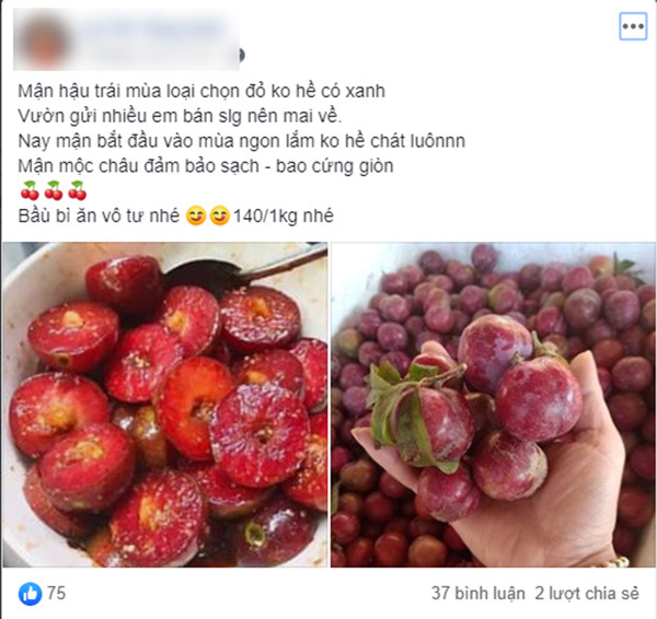 Loạn giá mận Mộc Châu trái mùa bán trên chợ mạng, tiểu thương nhét túi vài triệu/ngày - Ảnh 2. Loạn giá mận Mộc Châu trái mùa bán trên chợ mạng, tiểu thương nhét túi vài triệu/ngày - Ảnh 2.