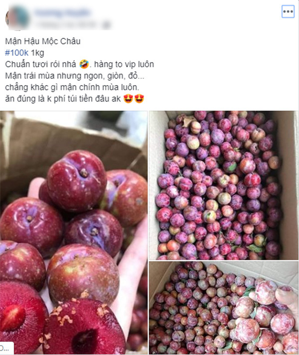 Loạn giá mận Mộc Châu trái mùa bán trên chợ mạng, tiểu thương nhét túi vài triệu/ngày - Ảnh 1. Loạn giá mận Mộc Châu trái mùa bán trên chợ mạng, tiểu thương nhét túi vài triệu/ngày - Ảnh 1.