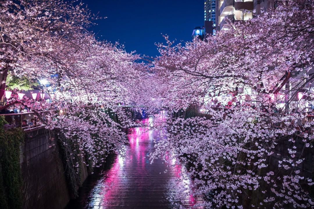 Đất nước “đẹp bất chấp thời gian” đích thị là Nhật Bản, xem ảnh hoa anh đào nở rộ về đêm mà chỉ biết ngỡ ngàng vì quá ảo! - Ảnh 13.