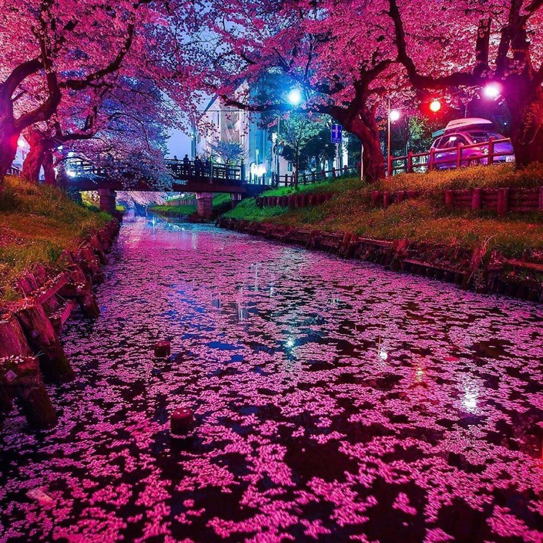 Đất nước “đẹp bất chấp thời gian” đích thị là Nhật Bản, xem ảnh hoa anh đào nở rộ về đêm mà chỉ biết ngỡ ngàng vì quá ảo! - Ảnh 10.