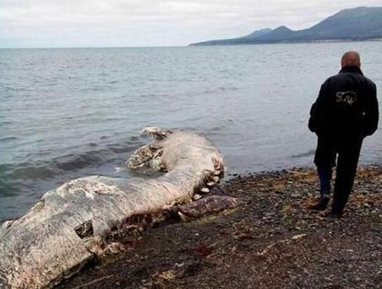 Quỷ khổng lồ Biển Bắc: Sinh vật có cùng kích thước với cá voi xanh có thể thực sự tồn tại ? - Ảnh 3.