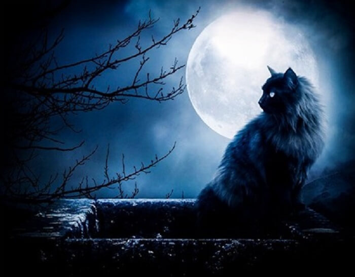Các truyền thuyết kỳ quái về mèo đen - Ảnh 2.