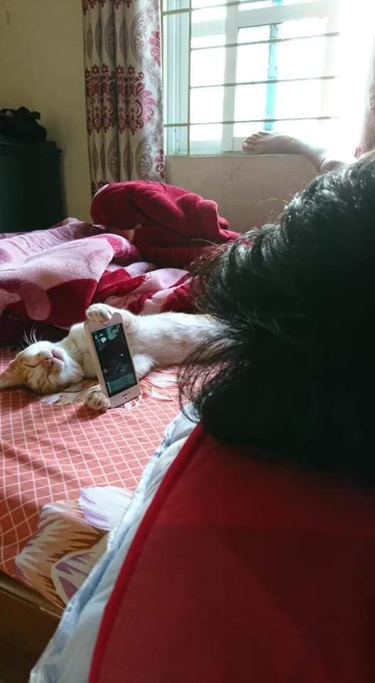 Hình ảnh mèo cưng siêu dễ thương cầm điện thoại cho &quot;chủ nhân&quot; xem phim đốn tim cư dân mạng - Ảnh 4.