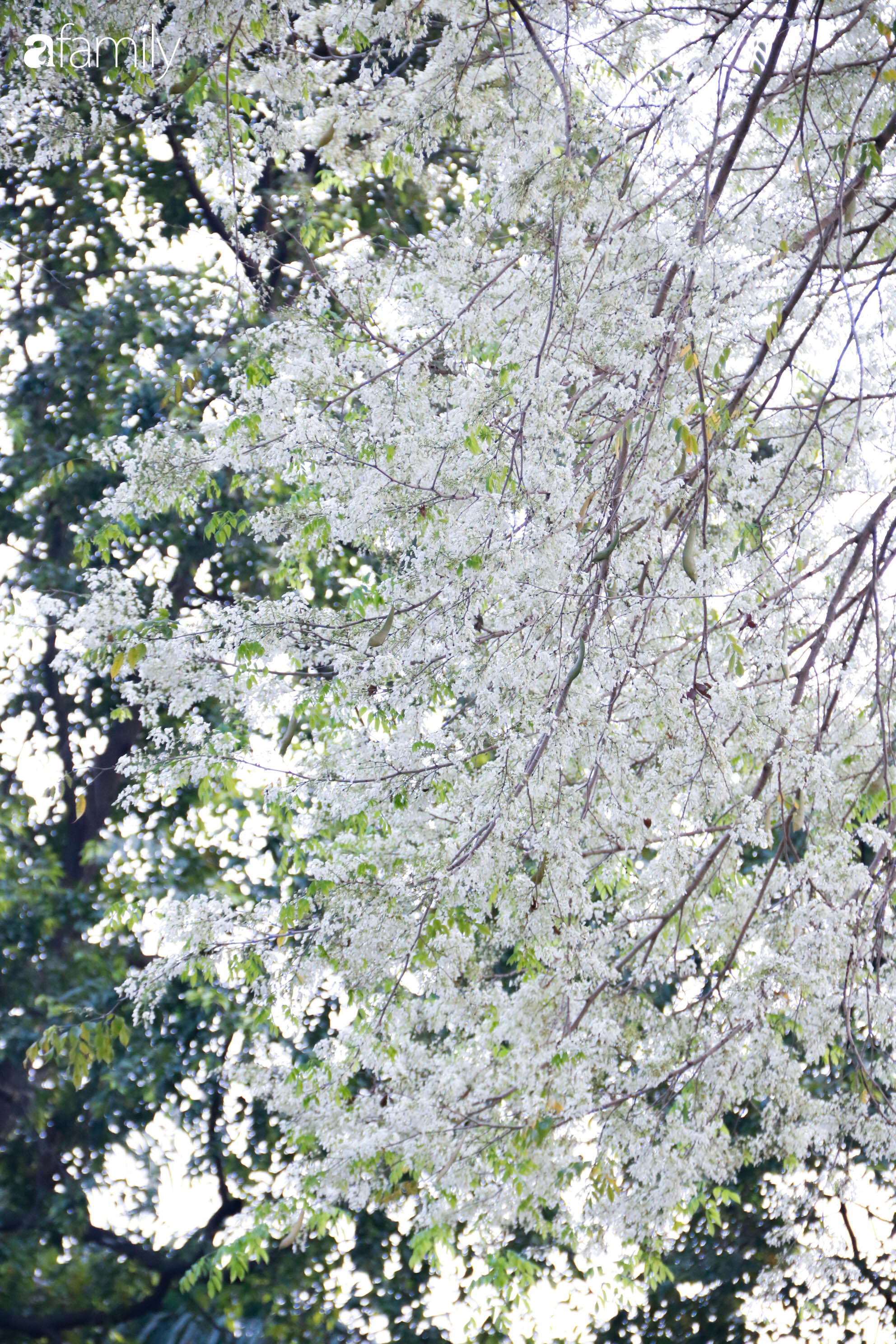 Sắc trắng trong trẻo, thanh mát của hoa sưa gọi tháng 3 về trên khắp nẻo đường Hà Nội - Ảnh 5.