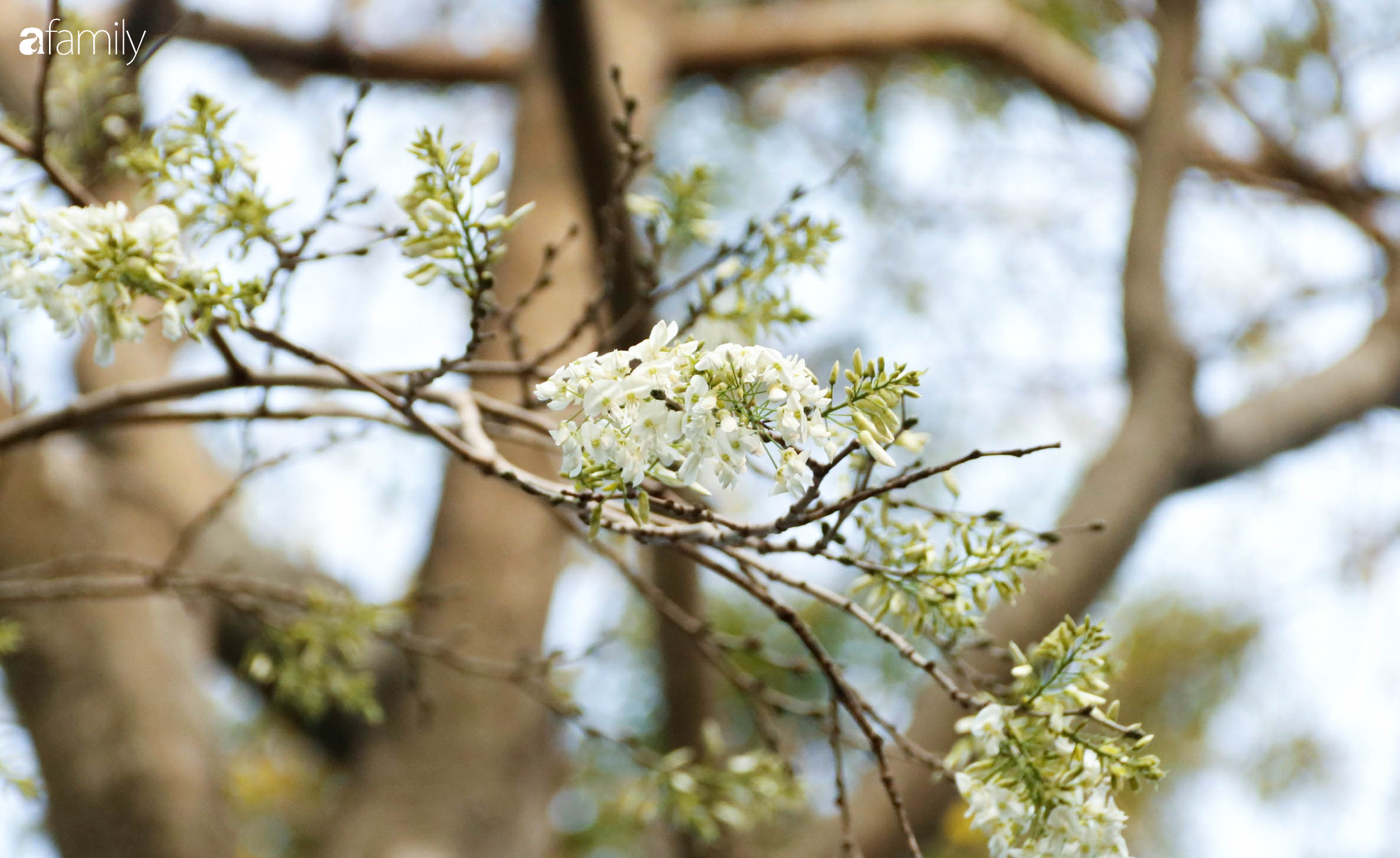 Sắc trắng trong trẻo, thanh mát của hoa sưa gọi tháng 3 về trên khắp nẻo đường Hà Nội - Ảnh 17.