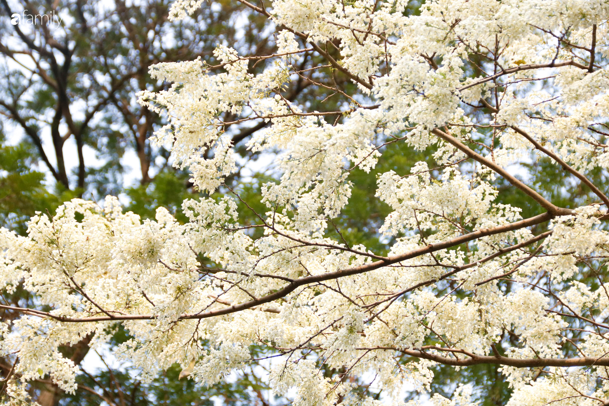 Sắc trắng trong trẻo, thanh mát của hoa sưa gọi tháng 3 về trên khắp nẻo đường Hà Nội - Ảnh 18.
