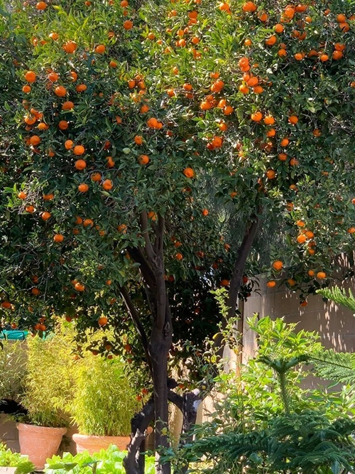 Khu vườn ngập trái cây của Phương Thảo - Ngọc Lễ tại Mỹ - Ảnh 2.